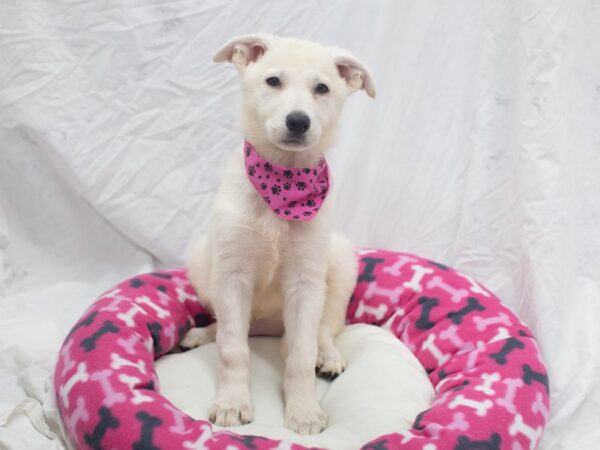 German Shepherd Dog DOG Female White 12057 Petland Wichita, Kansas