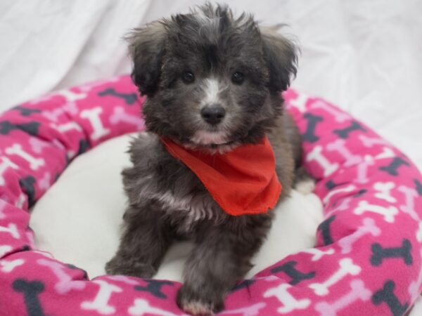 Mini Huskydoodle-DOG-Male-Black and White-12056-Petland Wichita, Kansas