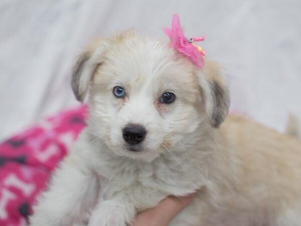 Mini Huskydoodle DOG Female Cream 12055 Petland Wichita, Kansas