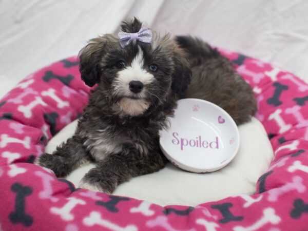 Mini Huskydoodle DOG Female Black and White 12054 Petland Wichita, Kansas