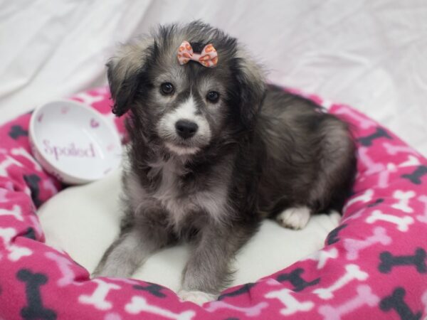 Mini Huskydoodle DOG Female Black and White 12053 Petland Wichita, Kansas