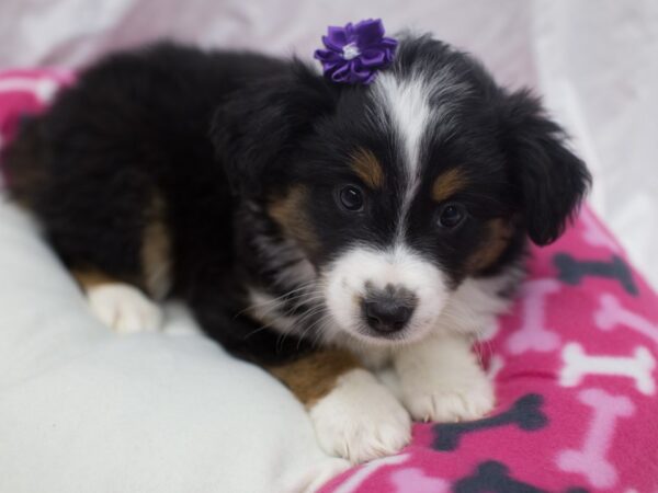 Miniature Australian Shepherd DOG Female Black Tri 12051 Petland Wichita, Kansas