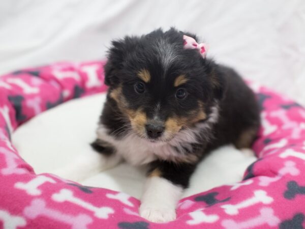 Miniature Australian Shepherd DOG Female Black Tri 12052 Petland Wichita, Kansas