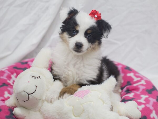 Miniature Australian Shepherd DOG Female Blue Merle 12049 Petland Wichita, Kansas