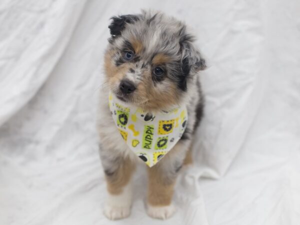 Miniature Australian Shepherd DOG Male Blue Merle 12048 Petland Wichita, Kansas