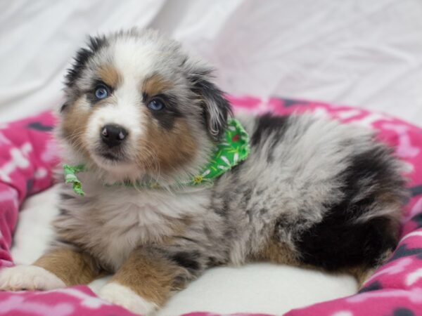 Miniature Australian Shepherd-DOG-Male-Blue Merle-12047-Petland Wichita, Kansas