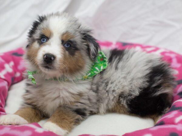 Miniature Australian Shepherd DOG Male Blue Merle 12047 Petland Wichita, Kansas