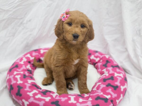 Goldendoodle DOG Female Dark Golden 12042 Petland Wichita, Kansas