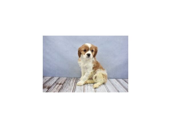 Cavalier King Charles Spaniel DOG Female Blenheim 12067 Petland Wichita, Kansas