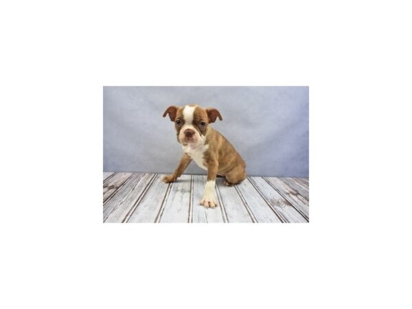 Boston Terrier DOG Female Seal Brindle and White 12065 Petland Wichita, Kansas