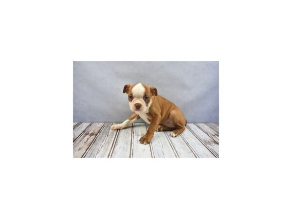 Boston Terrier-DOG-Female-Seal and White-12066-Petland Wichita, Kansas