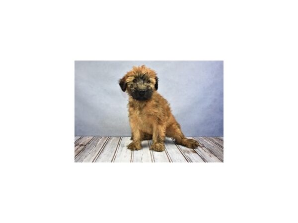 Soft Coated Wheaten Terrier DOG Female Wheaten 12069 Petland Wichita, Kansas