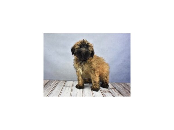 Soft Coated Wheaten Terrier DOG Male Wheaten 12070 Petland Wichita, Kansas