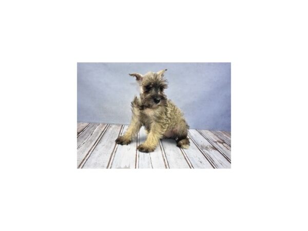 Miniature Schnauzer-DOG-Female-Salt and Pepper-12068-Petland Wichita, Kansas