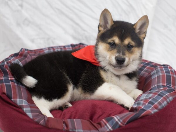 Shiba Inu DOG Male Tri Color 12080 Petland Wichita, Kansas