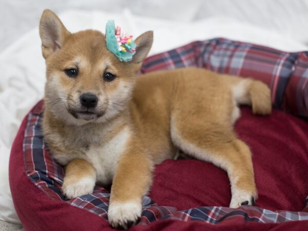 Shiba Inu-DOG-Female-Sesame-12079-Petland Wichita, Kansas