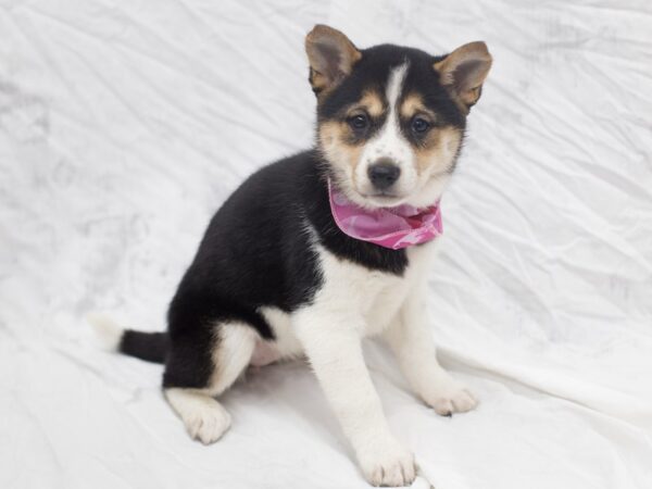 Shiba Inu DOG Female Tri Color 12078 Petland Wichita, Kansas