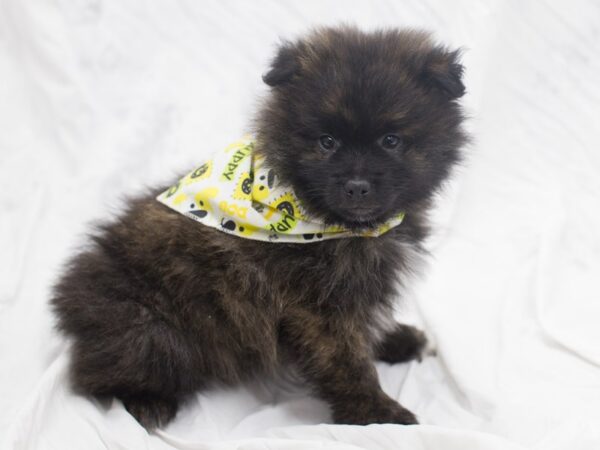 Pomeranian-DOG-Male-Brindle-12077-Petland Wichita, Kansas