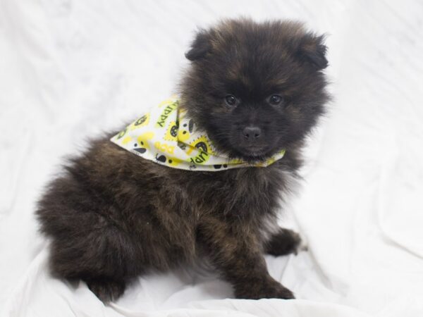 Pomeranian DOG Male Brindle 12077 Petland Wichita, Kansas