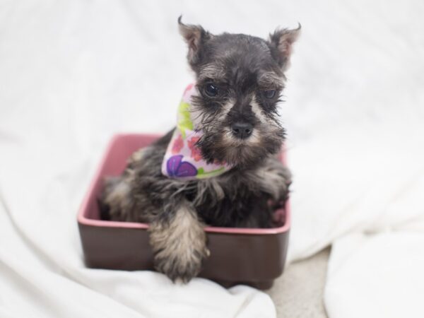 Miniature Schnauzer DOG Female Salt and Pepper 12076 Petland Wichita, Kansas