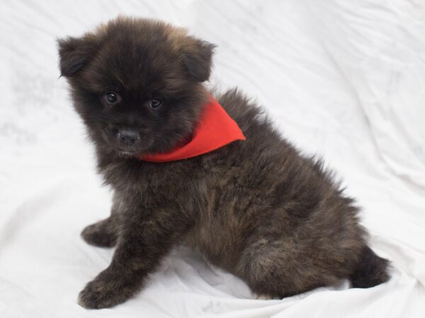 Pomeranian DOG Male Brindle 12075 Petland Wichita, Kansas