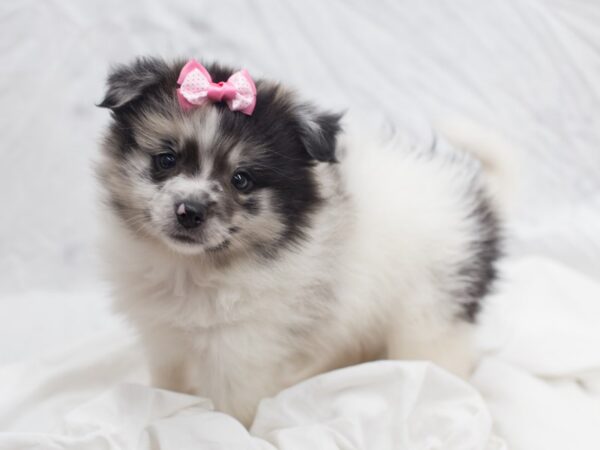 Pomeranian DOG Female Blue Merle 12074 Petland Wichita, Kansas