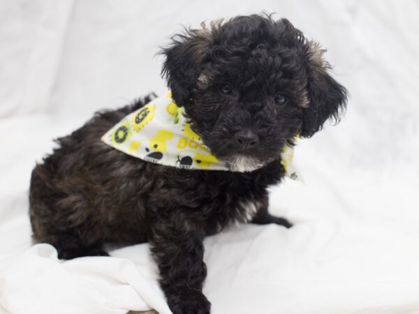 Toy Poodle DOG Male Dark Sable 12073 Petland Wichita, Kansas