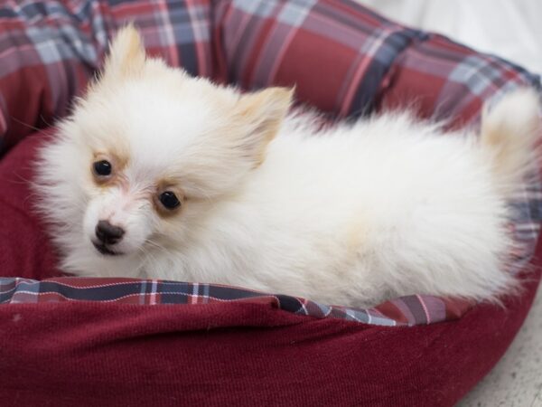 Pomeranian DOG Female Cream and White 12072 Petland Wichita, Kansas