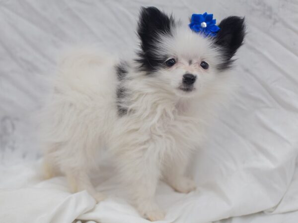 Pomeranian DOG Female Black and White 12071 Petland Wichita, Kansas