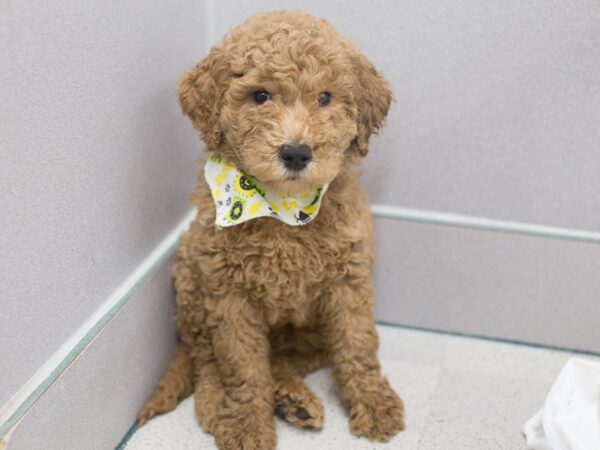 Goldendoodle DOG Male Red 12064 Petland Wichita, Kansas