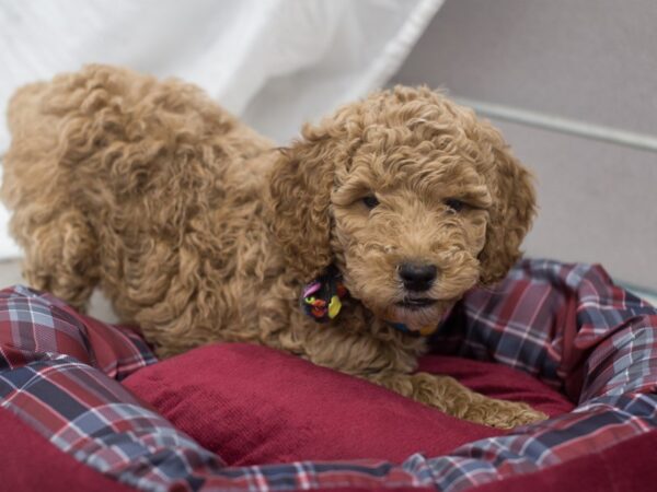 Goldendoodle DOG Male Red 12063 Petland Wichita, Kansas