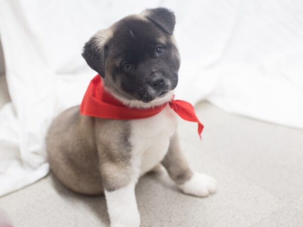 Akita DOG Male Silver with White Markings 12062 Petland Wichita, Kansas