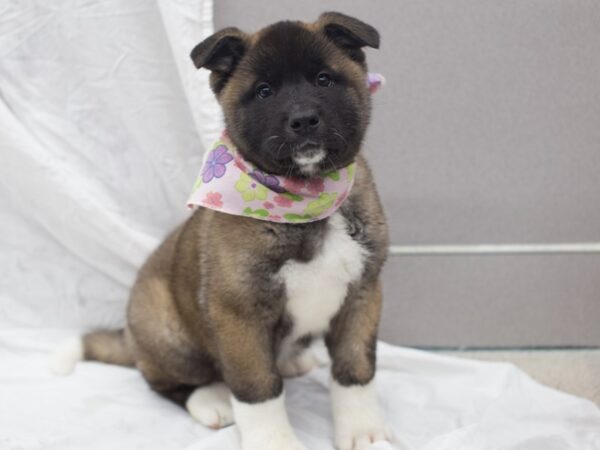 Akita DOG Female Silver with White Markings 12061 Petland Wichita, Kansas