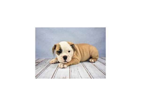 Victorian Bulldog DOG Female Red and White 12195 Petland Wichita, Kansas