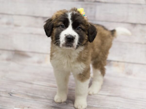 Saint Bernard DOG Female Mahogany and White 12102 Petland Wichita, Kansas