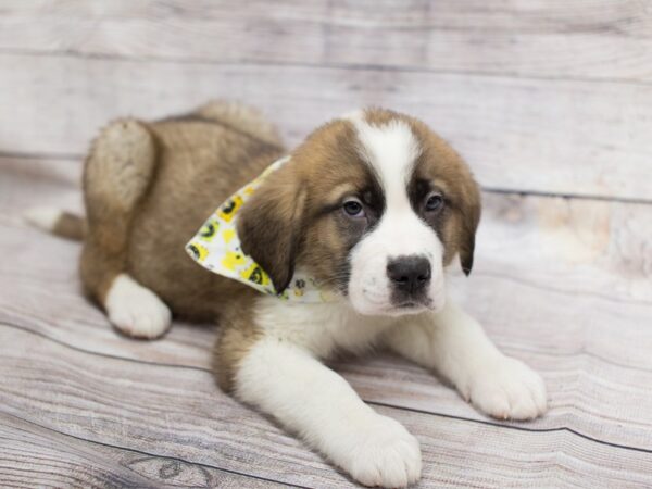 Saint Bernard DOG Male Mahogany and White 12101 Petland Wichita, Kansas