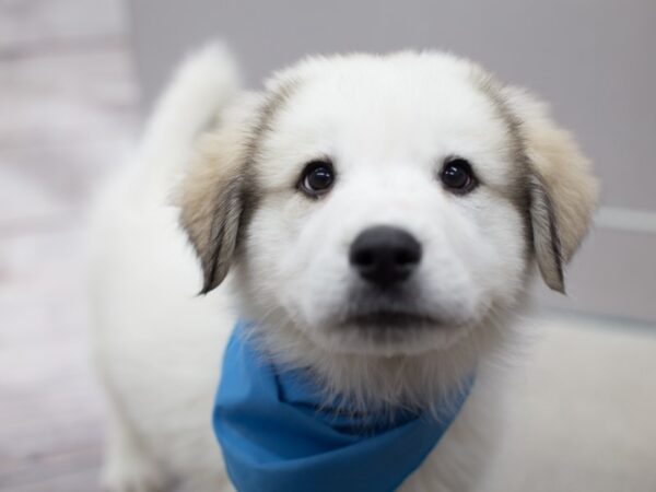 Great Pyrenees DOG Male White 12100 Petland Wichita, Kansas