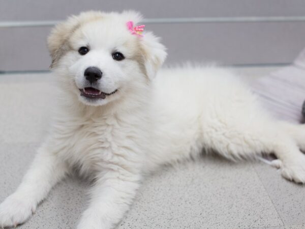 Great Pyrenees DOG Female White 12099 Petland Wichita, Kansas