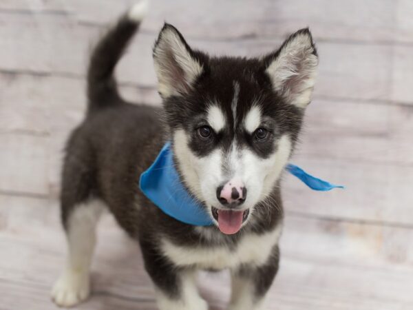 Alaskan Malamute DOG Male Black and White 12097 Petland Wichita, Kansas