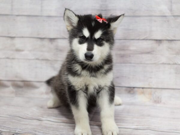 Alaskan Malamute-DOG-Female-Black and White-12096-Petland Wichita, Kansas