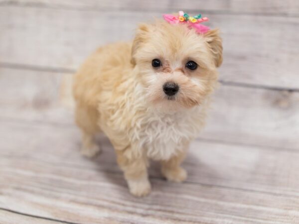 Toy MaltiPoo-DOG-Female-Red-12094-Petland Wichita, Kansas