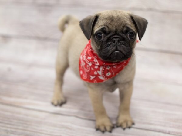 Pug DOG Male Fawn 12093 Petland Wichita, Kansas