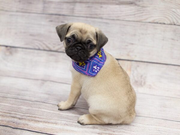 Pug DOG Female Fawn 12092 Petland Wichita, Kansas