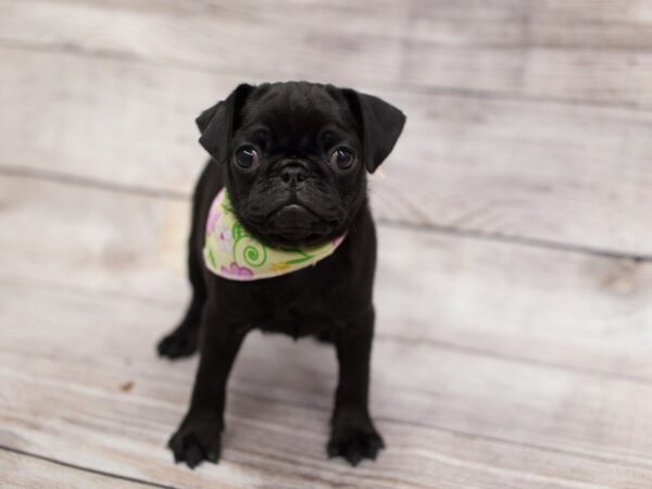 Pug DOG Female Black 12091 Petland Wichita, Kansas