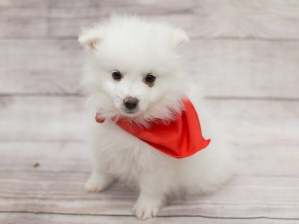 American Eskimo-DOG-Male-White-12089-Petland Wichita, Kansas