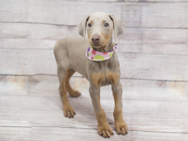 Fawn and hot sale rust doberman