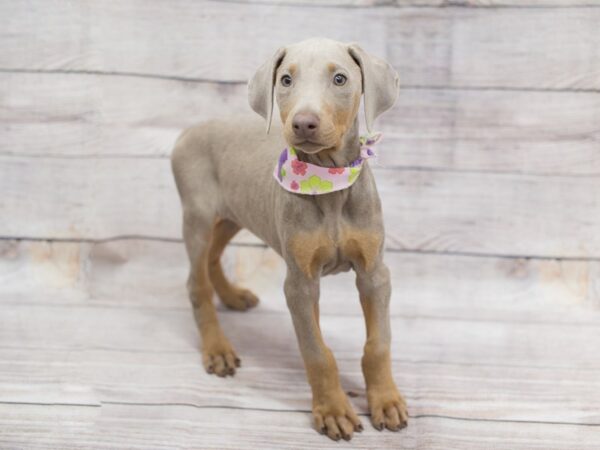 Doberman Pinscher DOG Female Isabella and Rust 12088 Petland Wichita, Kansas