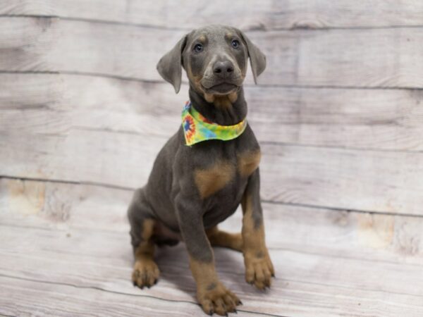 Doberman Pinscher DOG Male Black and Rust 12087 Petland Wichita, Kansas