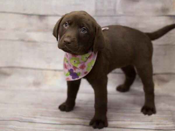 Labrador Retriever DOG Female Chocolate 12084 Petland Wichita, Kansas