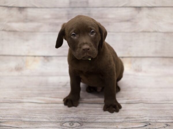 Labrador Retriever DOG Male Chocolate 12082 Petland Wichita, Kansas